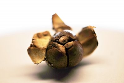 Styrax japonica - sturač japonský - tři semena v jednom plodu